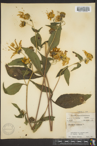 Helianthus tuberosus image