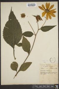 Helianthus tuberosus image