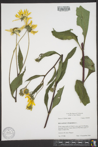 Helianthus tuberosus image