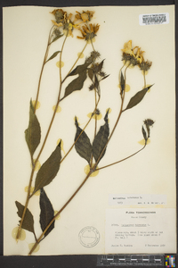 Helianthus tuberosus image