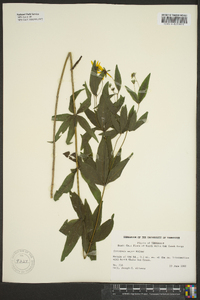 Coreopsis major image