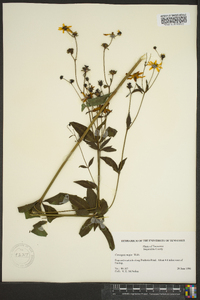 Coreopsis major image