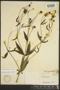 Coreopsis major image