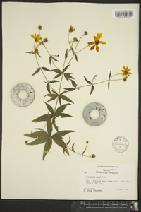 Coreopsis major image