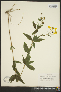 Coreopsis major image