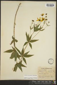 Coreopsis major image