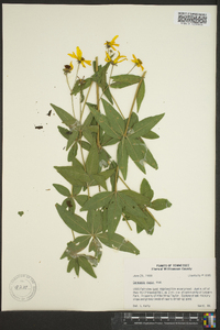 Coreopsis major image