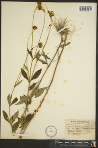 Coreopsis pubescens image