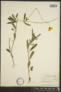 Coreopsis pubescens image