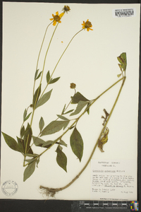 Coreopsis pubescens image