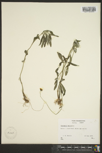 Coreopsis pubescens image