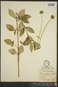 Coreopsis pubescens image