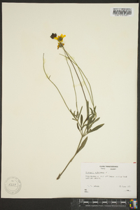 Coreopsis pubescens image