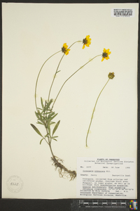 Coreopsis pubescens image