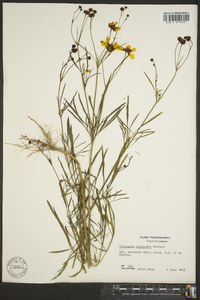 Coreopsis tinctoria image