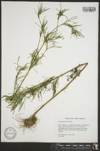 Coreopsis tinctoria image