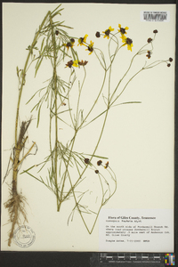 Coreopsis tinctoria image