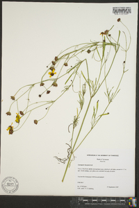 Coreopsis tinctoria image