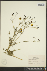 Coreopsis tinctoria image