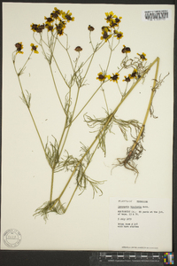 Coreopsis tinctoria image