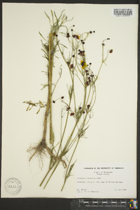 Coreopsis tinctoria image