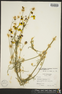 Coreopsis tinctoria image