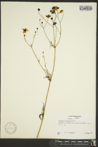 Coreopsis tinctoria image