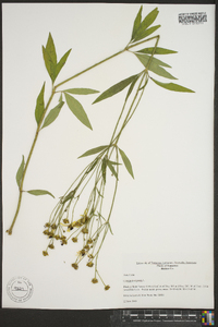 Coreopsis tripteris image