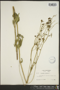 Coreopsis tripteris image