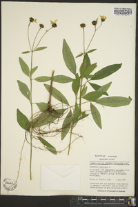 Coreopsis tripteris image