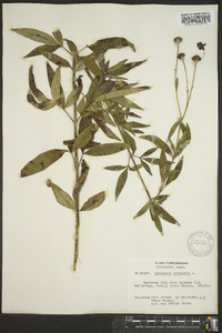 Coreopsis tripteris image