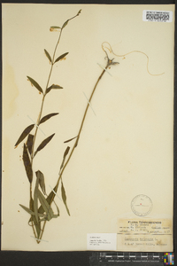 Coreopsis tripteris image