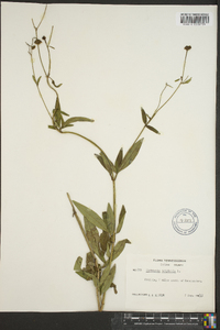 Coreopsis tripteris image