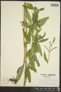 Coreopsis tripteris image