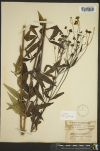 Coreopsis tripteris image