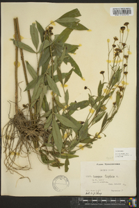 Coreopsis tripteris image