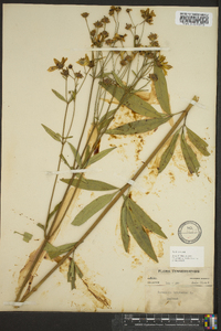 Coreopsis tripteris image