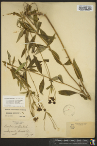 Coreopsis tripteris image