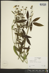 Coreopsis tripteris image