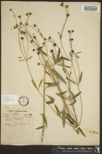 Coreopsis tripteris image