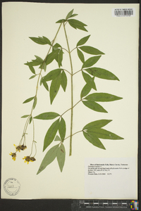 Coreopsis tripteris image