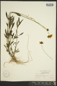 Coreopsis tripteris image