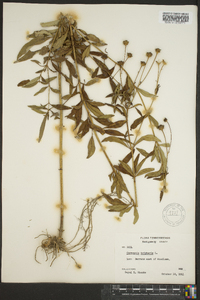 Coreopsis tripteris image