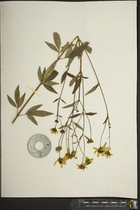 Coreopsis tripteris image