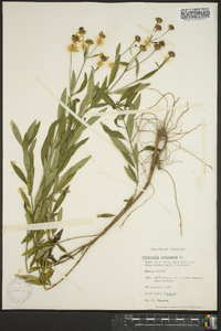 Coreopsis tripteris image