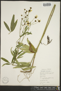 Coreopsis tripteris image