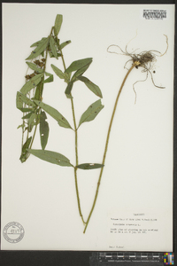 Coreopsis tripteris image