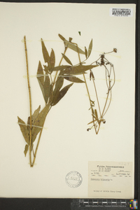 Coreopsis tripteris image