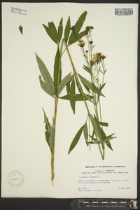 Coreopsis tripteris image