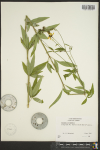 Coreopsis tripteris image